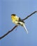 Parisian Frilled Canary, serinus canaria, Adult standing on Branch against Blue Sky