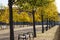 Park alley with trees with yellow leaves in autumn