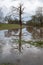 Park area flooded in the UK during winter with single reflected tree