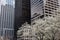 Park Avenue Office Buildings and Flowering Trees during Spring in Midtown Manhattan of New York City