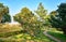 Park with beautiful trees on the beach promenade on the island of Usedom. Baltic Sea in Germany