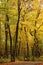 A park bench along a paved path in a forest preserve with stunning fall foliage in Kenosha, Wisconsin