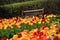 Park bench amongst red and yellow tulips at Cantigny Park in Wheaton, Illinois.