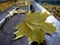 Park bench with autumn maple leaves