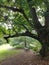 A park bench beneath a huge tree with extended branches. A quiet place to sit and dream.