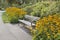 Park Bench with Black-Eyed Susan Flowers