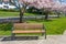 Park Bench Cherry Trees Residential Street