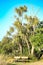 Park bench for public use below a tall native New Zealand cabbage tree