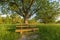 Park bench under apple tree