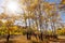 A park bench under aspen trees in the fall with the sun shining through the trees.