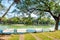 Park bench under big tree overlooking the water or lake