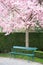 Park bench under a blooming cherry tree