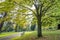 Park bench under a large tree in a public park