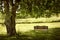 Park bench under tree