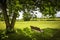 Park bench under tree