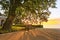 Park bench under tree at sunrise.