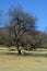 Park bench under tree Walter Sisulu Botanical Gardens