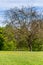 Park Bench underneath Tree on Meadow, Spring