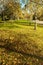 Park with birch alley and footpath. Beautiful scene in early autumn