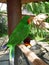 Park of birds and reptiles in Bali, a green parrot