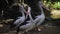 The park of birds To Bali. A pond with Pelicans. Three pelicans in the habitat. They very big sizes. Against the