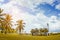 The park bridge garden palm outdoor summer style and blue sky ba