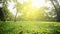 Park with bright grass and trees, sun glare. Relaxing fitness background. Spring-summer. Low angle shooting