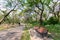 Park chairs and big trees