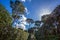 Park  close to Villa Borgese  territory of Villa- amazing pines in blue sky