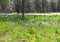 Park Displays Daffodils, Spring Grass, and Picnic Tables