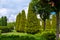 A park with evergreen arborvitae thujas and hedges among trees of the garden.