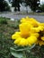 in the park in the flower-bed yellow flowers bloom