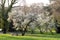 Park with flowering trees in spring, people sit on the grass under a tree, Villa Borghese Park in Rome