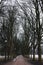 Park footpath in winter with dead trees, mystery spooky morning in winter