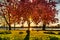 Park with full magnolia tree in bloom on sunset