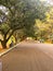 Park, garden, pathway, trees, people walking