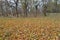 Park ground covered by colorful Platanus leaves