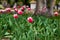 The park has blossomed tulips of white and red, which slightly bend over the spring wind.