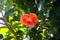 Park with high-quality hibiscus tropical plant, Jeju Island, Korea,volcanic island