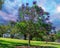 Park on a Hill overlooking Sydney Harbour, Sydney CBD, the Rocks and Darling Harbour. Lush green trees NSW Australia