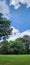 Park inside the metropolis with trees and grass and the blue sky