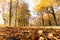 Park landscape in autumn: Colorful leaves and positive atmosphere