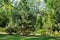 Park landscape with pine growing on a green lawn.