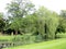 Park landscape of weeping willow over overgrown water lilies pond