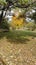 Park, leaves, trees, autumn, relax