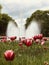 PARK LIFE: Tulips in BiaÅ‚ystok in front of a spry fountain - POLAND - POLSKA