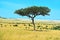 Park Masai Mara