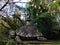 Park of Monsters, Sacred Grove, Garden of Bomarzo. A turtle with a winged woman on its back