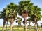 Park Oasis: Tranquil Beauty of Palm Trees Amidst Nature