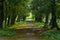 Park outdoor walking asphalt road spring time green foliage and grass meadow natural environment